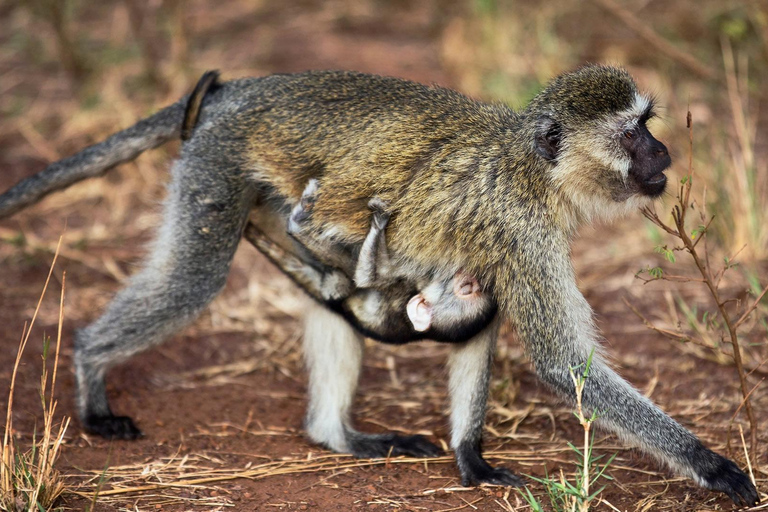 Akagera Wildlife Photography Safari: Big Five & Boat Cruise