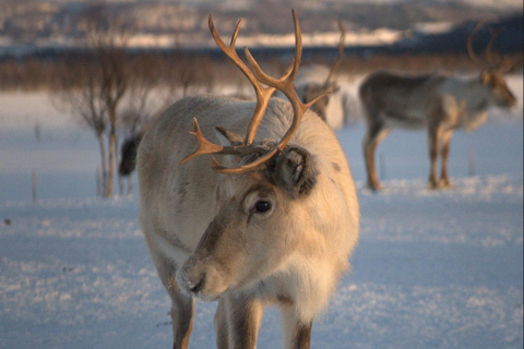 From Tromsø: Sami Culture and Reindeer Feeding