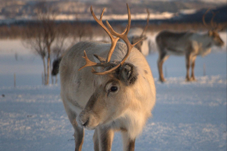 From Tromsø: Sami Culture and Reindeer Feeding