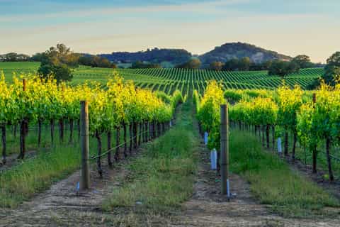 San Francisco: Half-Day Wine Country Excursion with Tastings