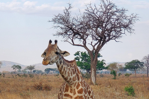 2 DAGARS BEKVÄM SAFARI FRÅN ZANZIBAR TILL NYERERE MED FLYG