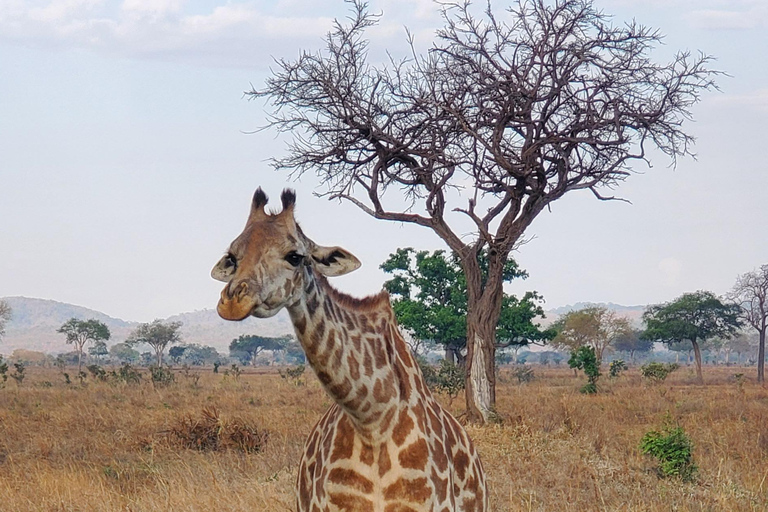 2 DAYS COMFORTABLE SAFARI FROM ZANZIBAR TO NYERERE BY FLIGHT