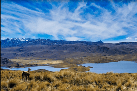 Bus transfer with connection from Colca to Puno