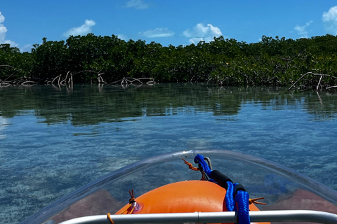 Providenciales Mangrove Kayak Tour With Turtle Sightings