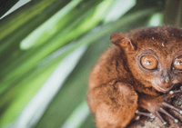 Bohol Package 1, gratuit et facile (pas de visite) - Housity