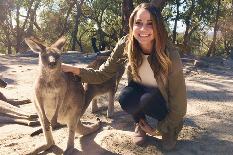 Från Haymarket: Hunter Valley dagstur med vin och vilda djur