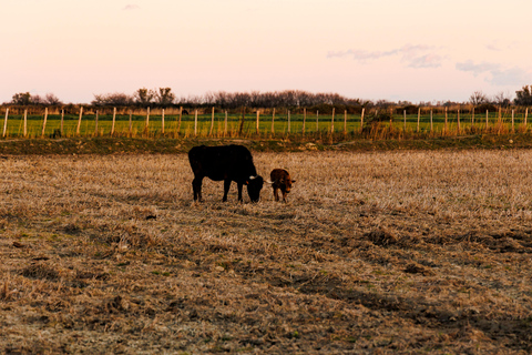 Aigues-Mortes 3H: Discover the secret Camargue in a 4x4 Full-Day