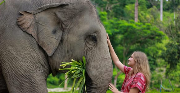Chiang Mai: Jungle Hike, Elephants & Bamboo Rafting