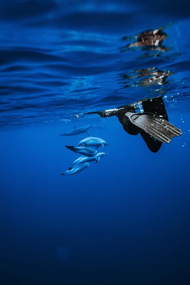 Oahu: Nuoto con i delfini e tour in motoscafo per lo snorkeling