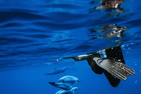 Oahu Dolphin Swim and Snorkeling Speedboat Tour