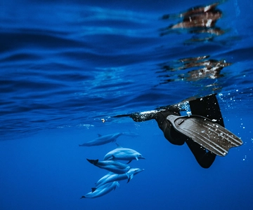 Oahu Dolphin Swim and Snorkeling Speedboat Tour