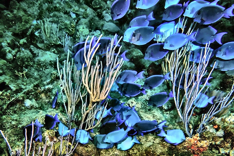 Scuba Diving in Puerto Plata Scuba Dive + Transport