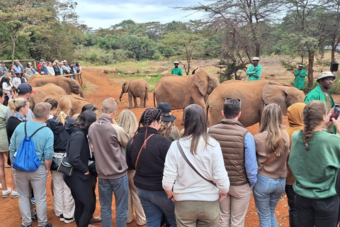 Excursion d&#039;une demi-journée à l&#039;orphelinat des éléphants et au centre des girafes