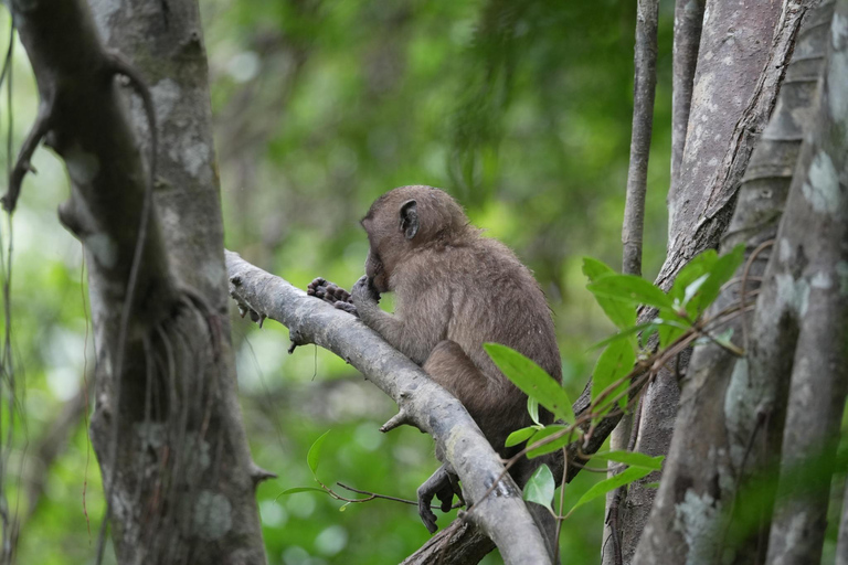 Khaolak: Little Amazon and Wat Khongkha Phimuk (Half Day)