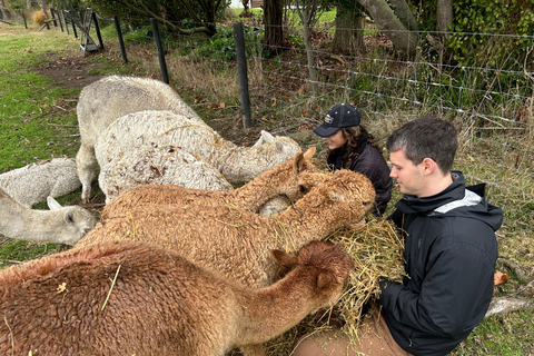 From Christchurch: Alpaca Farm Tour with Feeding and Guide