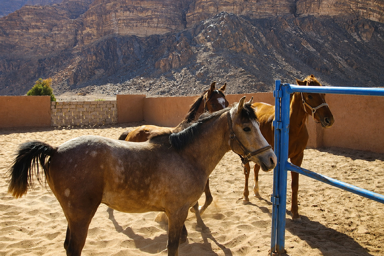 Horseback Riding, Bedouin Dinner & Party I Wadi Rum 4 Hours