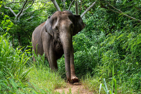 Chiang Mai: Temple Visit & Elephant Nature Observation