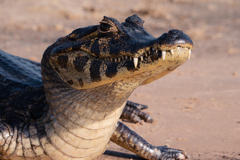 São Paulo: 3-Day Eco Safari Experience in the Pantanal