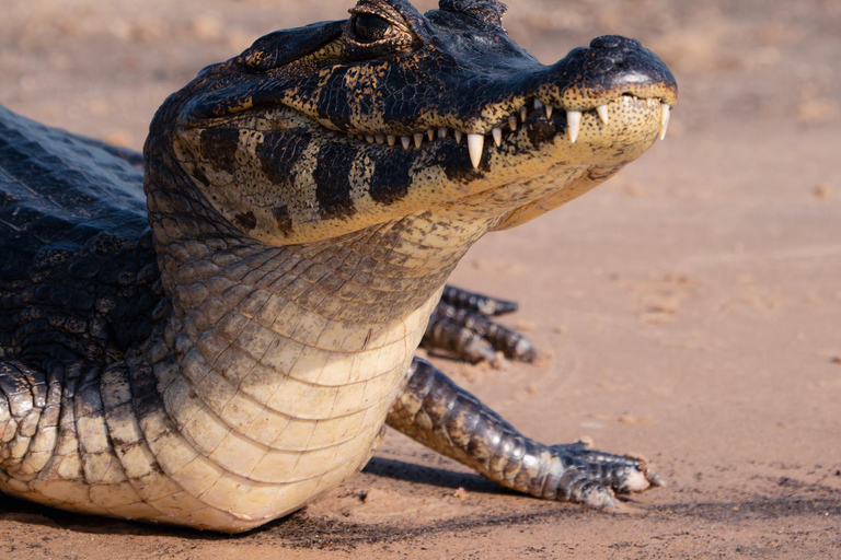 São Paulo: 3-Day Eco Safari Experience in the Pantanal