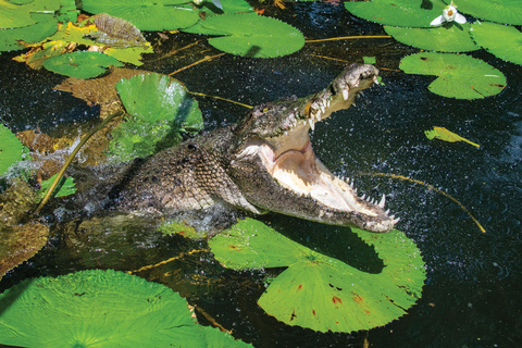 Cairns Shore Excursion: Crocodile & Wildlife Park Tour Cairns: Hartley's Crocodile Adventures Visit for Cruise