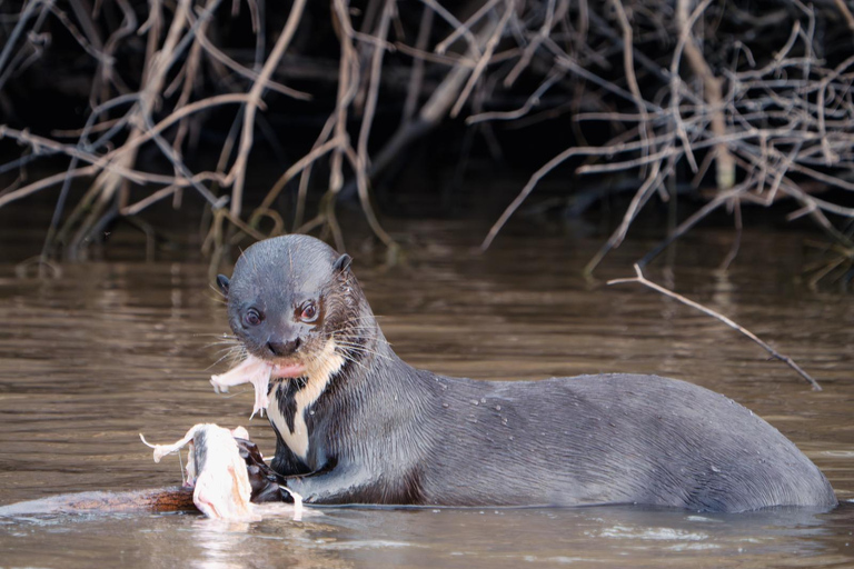 São Paulo: 3-Day Eco Safari Experience in the Pantanal