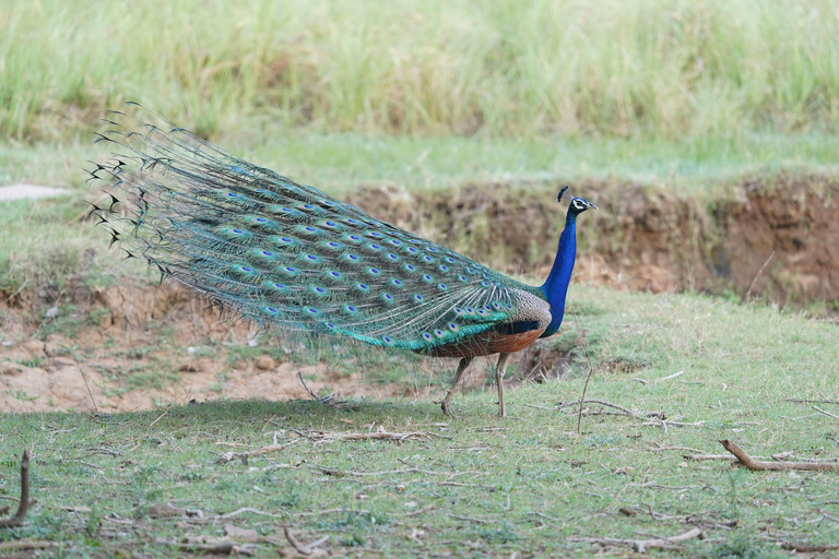 Ranthambore National Park: Core Zone Gypsy safari with Guide Ranthambore National Park: Gypsy Safari with Expert Guide