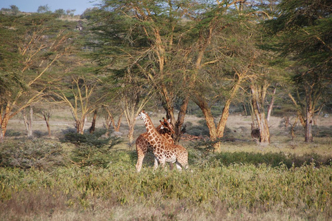 Safari de 4 días en el Parque Nacional de Masaai Mara y Lago Nakuru