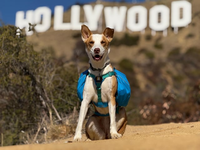 Hollywood-Zeichen-Tour mit Comedians, Hunden und epischen Fotos