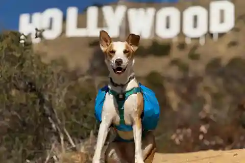 Visite du panneau Hollywood avec des comédiens, des chiens et des photos épiques