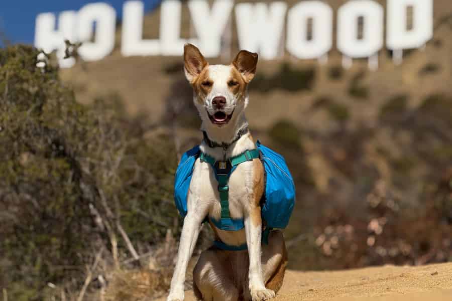 LA: Hollywood-Zeichen-Tour mit Comedians, Hunden und epischen Fotos. Foto: GetYourGuide