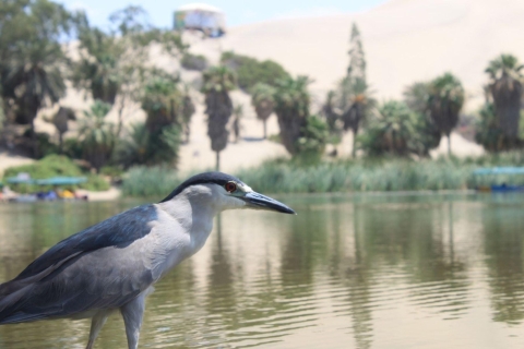 Huacachina:Private transport Tour with PiscoTasting & Sunset Tour to Huacachina Oasis from Lima