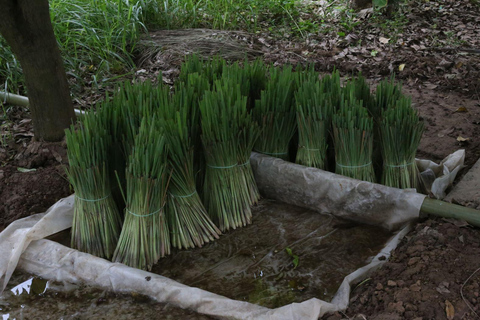 Maak etherische olie met een dorpsherbalist in de buurt van Phnom PenhMaak etherische olie met een kruidendokter in een dorpje bij Phnom Penh