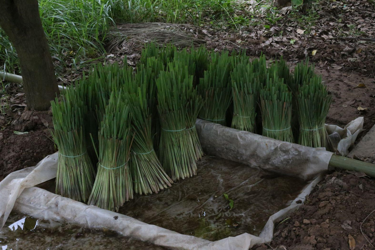 Maak etherische olie met een dorpsherbalist in de buurt van Phnom PenhMaak etherische olie met een kruidendokter in een dorpje bij Phnom Penh