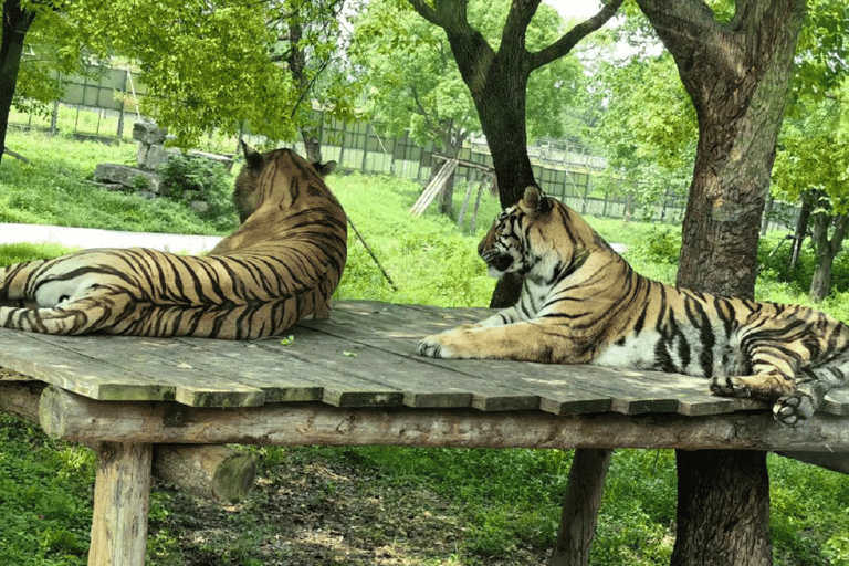 Shanghai: Wild Animal Park Day Trip with Safari Bus Wild Animal Park Day Trip