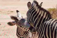 Da Cape Town, andata e ritorno a Aquila con Game Drive - Housity