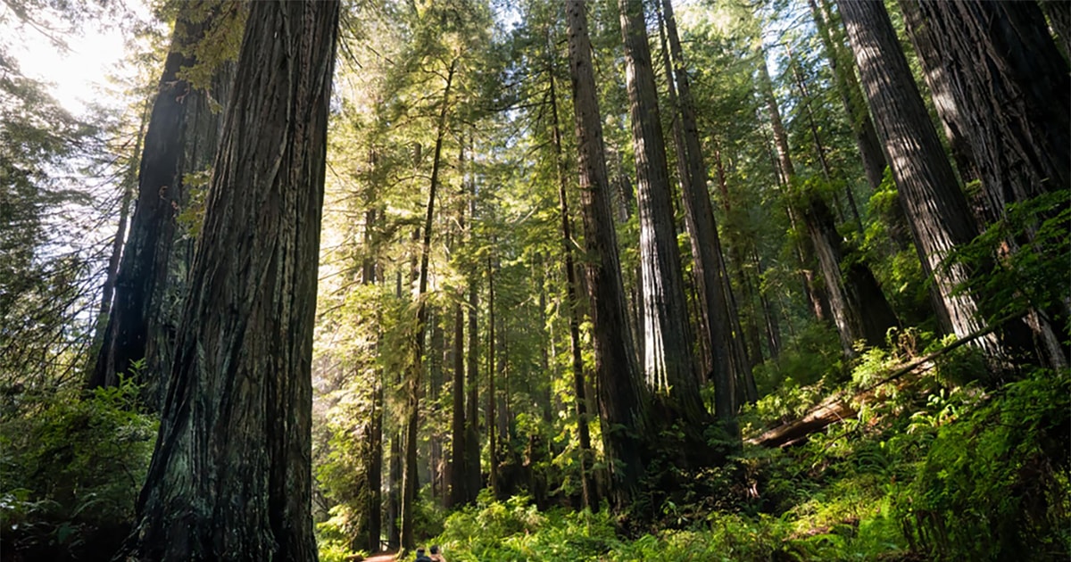 muir woods bike tour