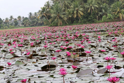 Kochi: Ultimate Kerala and Kumbalangi Village Same Day Tour