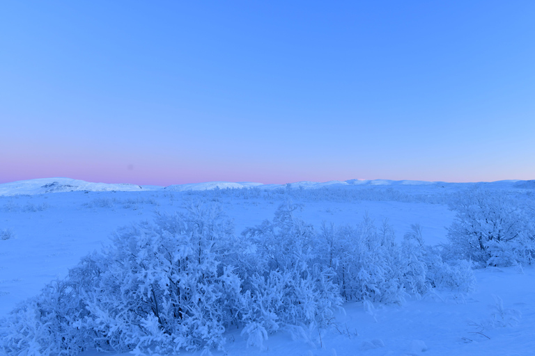 Abisko: Arctic Fireside Waffles Experience