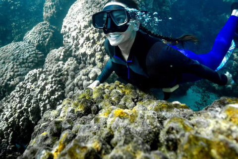 Half Day Dolphin Watch Sea Trip,departing from Taqah Port.