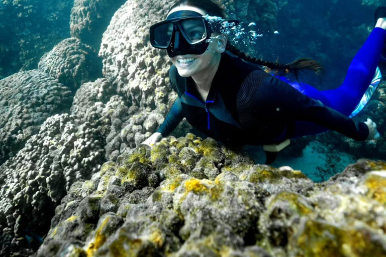 Half Day Dolphin Watch Sea Trip,departing from Taqah Port.