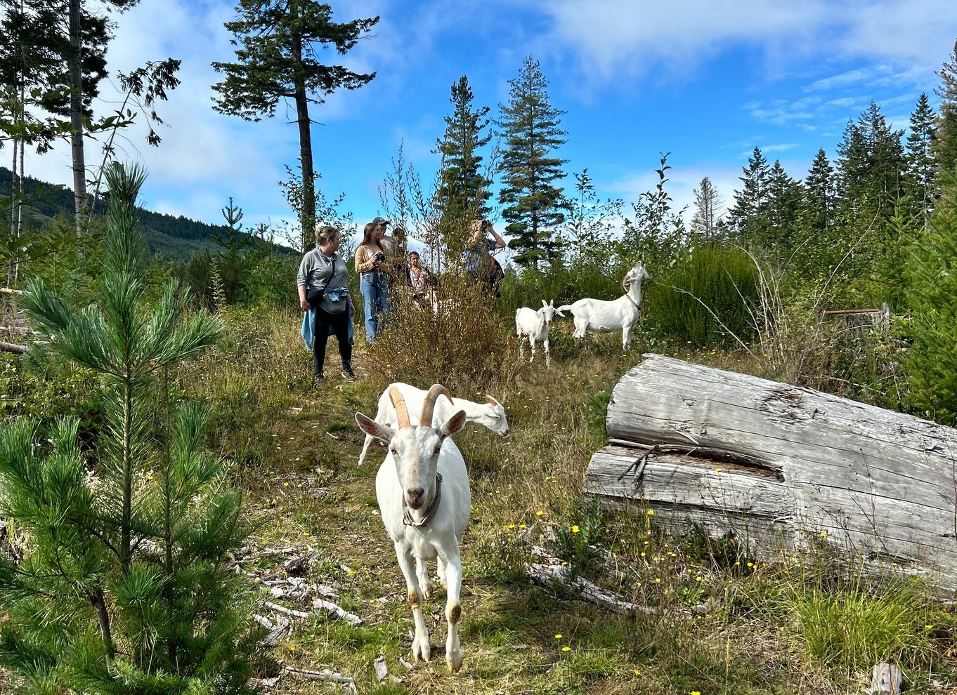 Gede-vandretur på Maple Heart Ranch