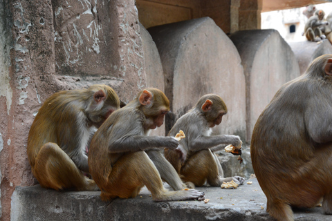 Jaipur: Amber Fort, Stadtpalast und Hawa Mahal Tagestour