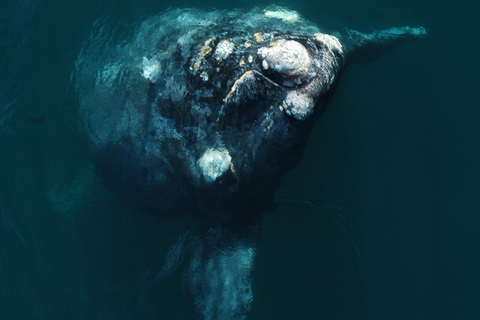 From Puerto Madryn: Full-Day Valdes Peninsula Tour