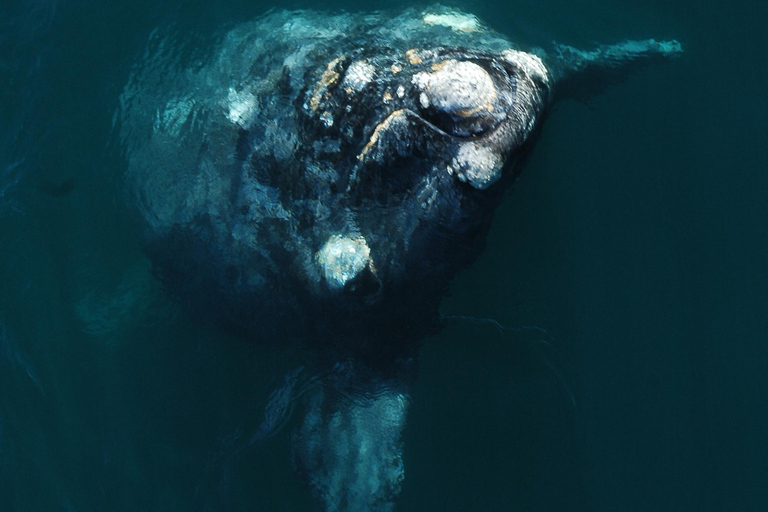 From Puerto Madryn: Full-Day Valdes Peninsula Tour