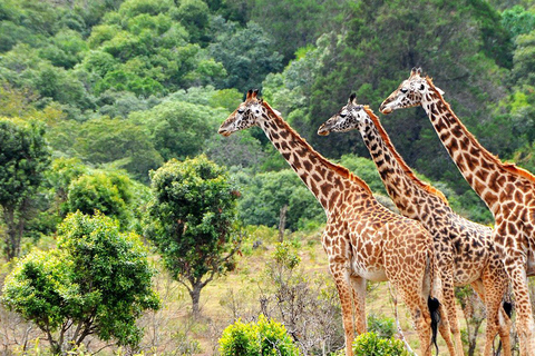 Tanzania: 10-Day Safari and Zanzibar Beach Experience