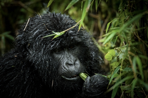 3 Days Uganda's Gorilla Trekking