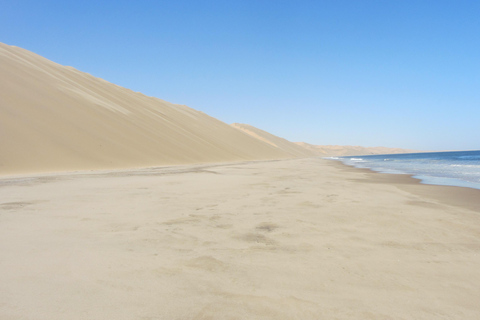 Croisière commentée pour les dauphins et les phoques Circuit des dunes dans le port de Sandwich