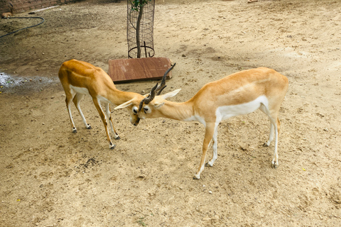 Safari à dos de chameau en demi-journée à Jodhpur avec dîner