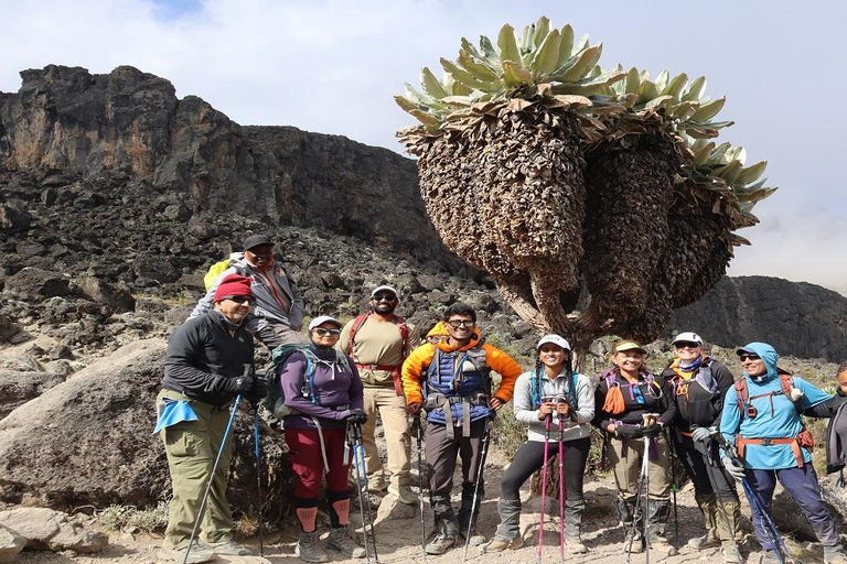 Kilimanjaro: 9 dias para você explorar a melhor rota do circuito norte