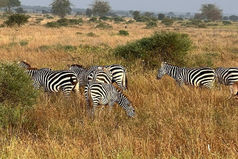 Mombasa: Tsavo East Early-Access Safari & Game Drives